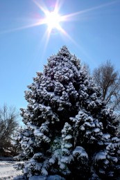 snow-covered-pine-tree-with-winter-sun