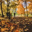 woods in the fall